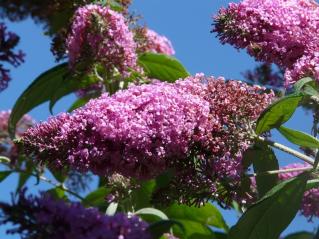 butterfly-lilac-58788_1280.jpg